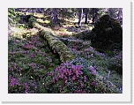 northern taiga1910 * 800 x 600 * (564KB)